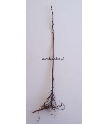 RUBUS idaeus / Framboisier