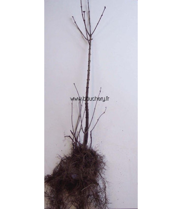 SYRINGA vulgaris / LILAS COMMUN