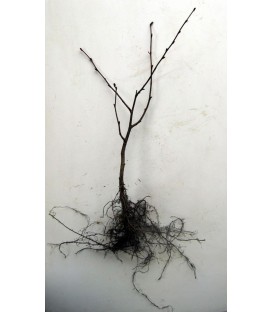 CORYLUS à gros fruits ronds / NOISETIER A GROS FRUITS RONDS