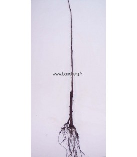 POPULUS alba Nivea / PEUPLIER BLANC