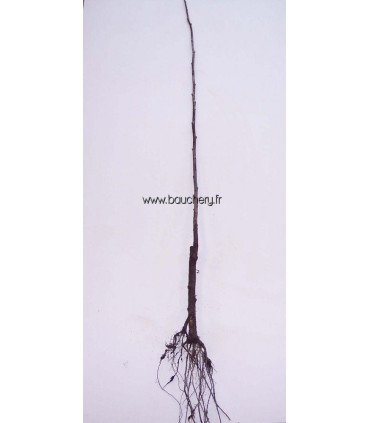POPULUS alba Nivea / PEUPLIER BLANC