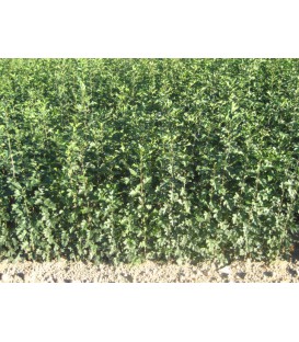 CRATAEGUS monogyna - AUBEPINE