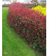 PHOTINIA fraseri Red Robin