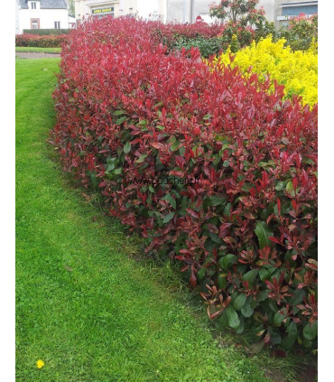 PHOTINIA fraseri Red Robin