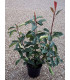 PHOTINIA fraseri Red Robin