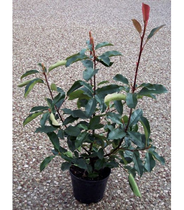 PHOTINIA fraseri Red Robin