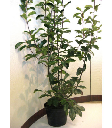 PHOTINIA fraseri Red Robin