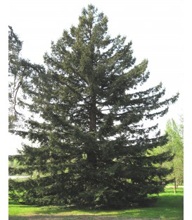 SEQUOIA sempervirens / SEQUOIA SEMPERVIRENS