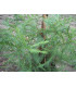 SEQUOIA sempervirens / SEQUOIA SEMPERVIRENS