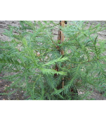 SEQUOIA sempervirens / SEQUOIA SEMPERVIRENS