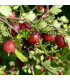Groseillier à maquereaux - fruits rouges