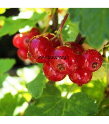 Groseillier à grappes - fruits rouges
