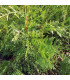 THUJA plicata / THUYA DE LOBB