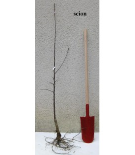 Pommier Court pendu gris