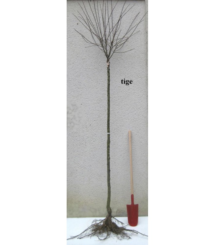 Châtaignier greffé Marron de Lyon