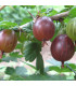 RIBES uva-crispa fruits rouges / GROSEILLIER A MAQUEREAUX FRUITS ROUGES