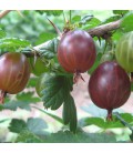 Ribes Uva-Crispa Fruits Rouges / Groseillier à Maquereaux Fruits Rouges