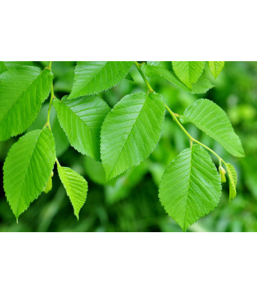 ULMUS campestris - Orme champêtre