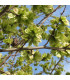 ULMUS campestris - Orme champêtre