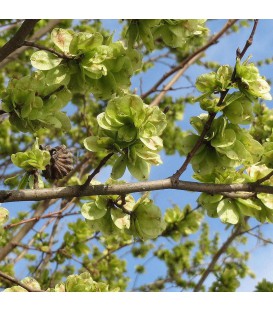 ULMUS campestris - Orme champêtre