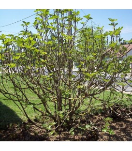 FIGUIER fruits noirs