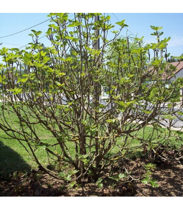 FIGUIER fruits noirs