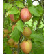 Pommier Bec d'oie