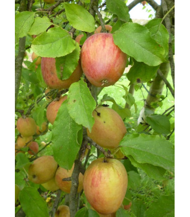 Pommier Bec d'oie