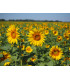 Tournesol