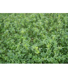 Trèfle d'Alexandrie