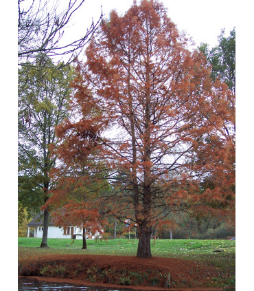 TAXODIUM distichum / CYPRES CHAUVE