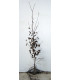 CARPINUS betulus / CHARME COMMUN, CHARMILLE
