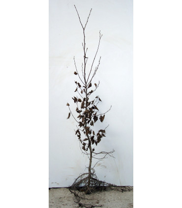 CARPINUS betulus / CHARME COMMUN, CHARMILLE