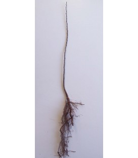 MALUS sylvestris - POMMIER SAUVAGE