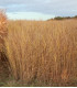 SWITCHGRASS