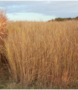 SWITCHGRASS