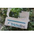 Bon prépayé pour Tricholine Buxus 2x25
