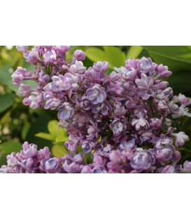 SYRINGA vulgaris Katherine Havemeyer / LILAS KATHERINE HAVEMEYER