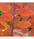 COTINUS Grace / ARBRE A PERRUQUES GRACE