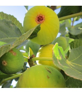 Figuier Fruits Jaunes