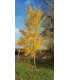 ULMUS Lutece® Nanguen / ORME LUTECE® NANGUEN