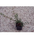 COTONEASTER franchetii