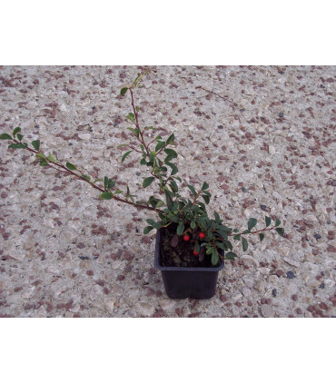 COTONEASTER franchetii