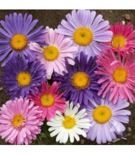 Mélange mellifère pérenne