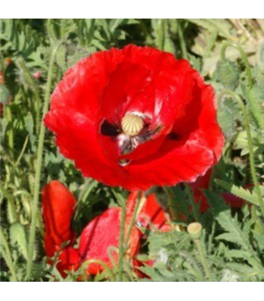 Mélange mellifère pérenne