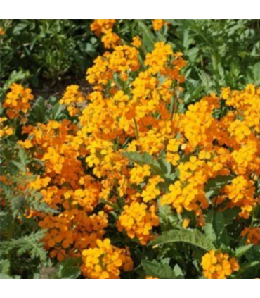 Mélange mellifère pérenne