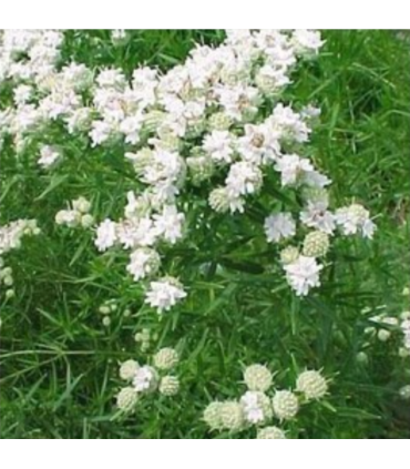 Mélange mellifère pérenne