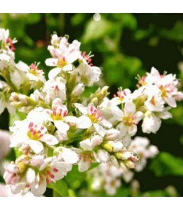 Mélange mellifère pérenne