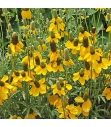 Mélange mellifère pérenne