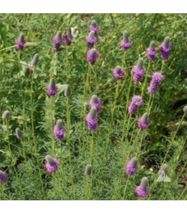Mélange mellifère pérenne